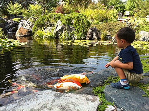 Aquascape Complete Pond Kit 21 Feet x 26 Feet | Large | AquaSurgePRO 4000-8000 Pump