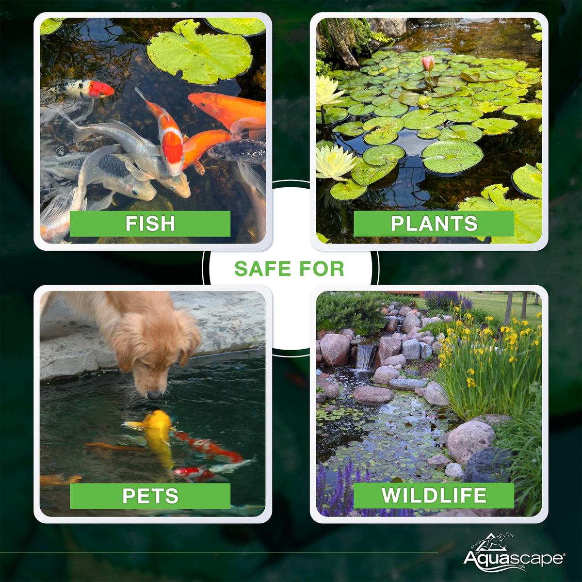 Aquascape Beneficial Bacteria Concentrate for Pond and Water Features, 1.1-Pound, 98949